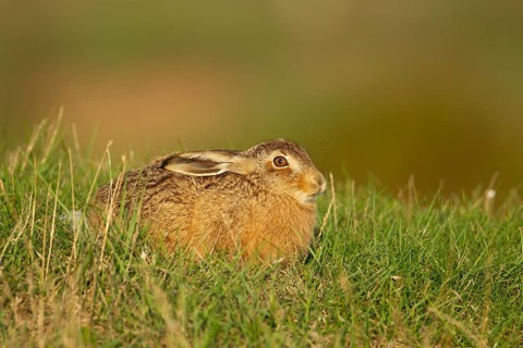 European brown hare (Lepus europaeus) juvenile baby leveret animal resting in grassland in the
