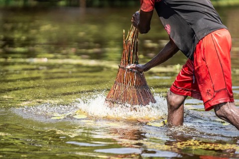 Fisherman pushing a basket into the shallow river for catching fish with his basket. Kalabo,