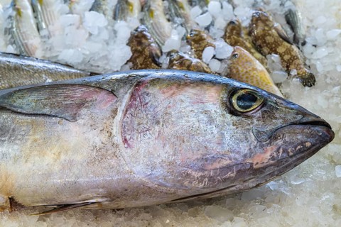 Red Sea Fish, Fish Market in Hurghada, Egypt, Africa
