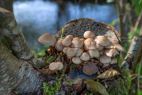 Honey-yellow honey fungus (Armillaria mellea) on a tree stump, Bavaria, Germany, Europe
