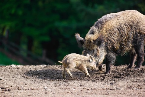 An adult wild boar or wild pig (Sus scrofa), throws a piglet up with its snout