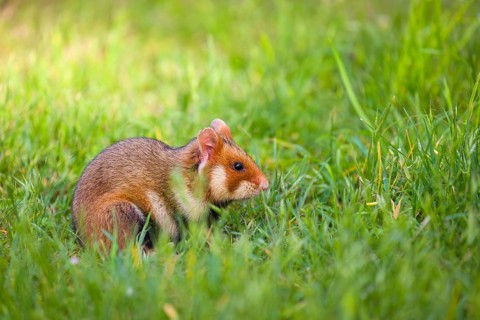 A European hamster (Cricetus cricetus), Eurasian hamster, black-bellied hamster or common hamster,