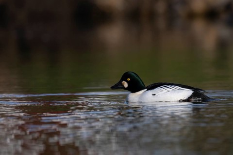 Common goldeneye (Bucephala clangula), Sweden, Europe