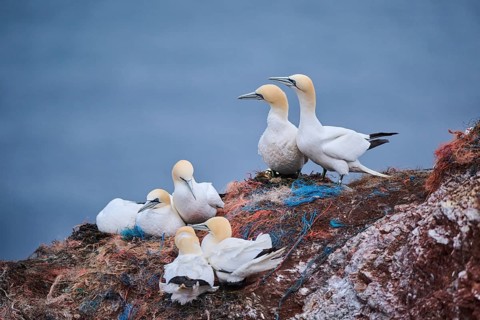 Northern gannet (Morus bassanus) couple, wildlife, Heligoland, Germany, Europe