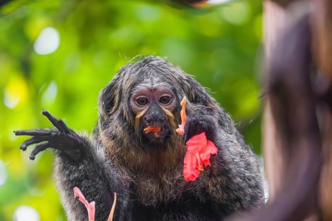A female white-faced saki (Pithecia pithecia) sits in a Rose of Venezuela (Brownea grandiceps)