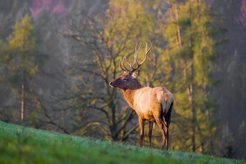 An Altai maral stag, Altai wapiti or Altai elk (Cervus canadensis sibiricus) stands on a meadow in