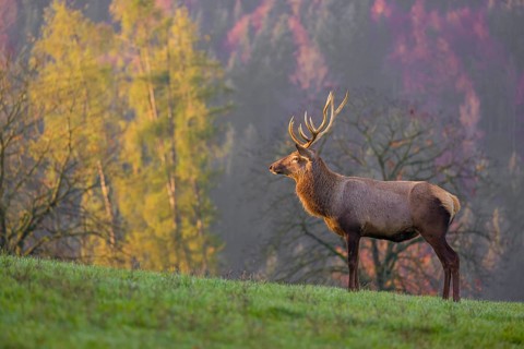 An Altai maral stag, Altai wapiti or Altai elk (Cervus canadensis sibiricus) stands on a meadow in