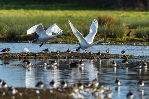 Tundra Swan, Bewick's Swan, Cygnus columbianus in flight at winter in Slimbridge, England, United