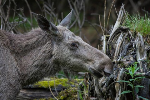 Moose (Alces alces) cow with trees and green grass around