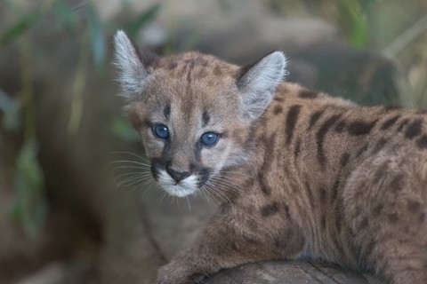 One cougar kitten, Puma concolor, sitting on a log with some green vegetation in the background