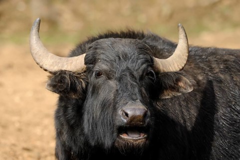 Black buffalo with large horns in a natural environment, water buffalo (Bubalus arnee), Bavaria
