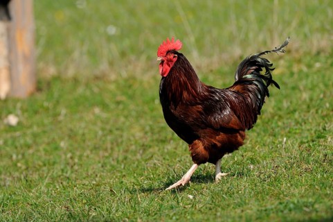 Cock standing on a green meadow near a wooden post, domestic fowl (Gallus gallus domesticus),
