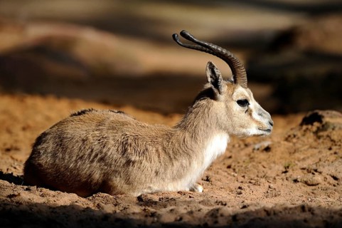 An antelope lying in the sunshine on sandy ground in a natural environment, goitered gazelle