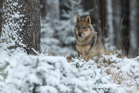 One young male eurasian gray wolf (Canis lupus lupus) running thru the snow-covered undergrowth of