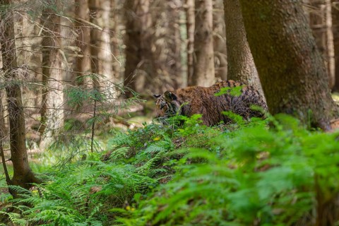One young female Siberian Tiger, Panthera tigris altaica, walking thru a forest of pine trees with