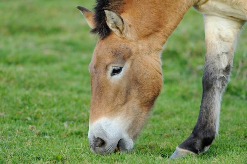 Horse eating grass in a green meadow, Przewalski's horse (Equus ferus przewalskii), Bavarian Forest