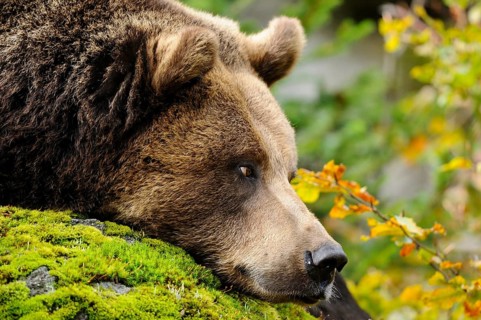 A brown bear resting its head on moss-covered stones, Eurasian brown bear (Ursus arctos arctos),