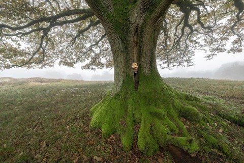 English oak (Quercus robur) with fungal infestation in fog, Emsland, Lower Saxony, Germany, Europe