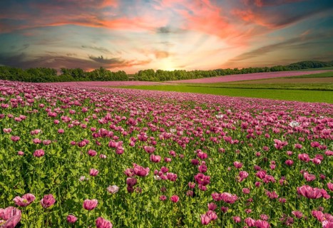 Poppy meadow red sunset sunbeams Auetal district Schaumburg Germany