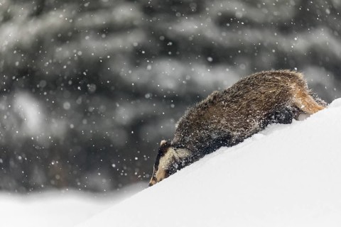 One young European badger (Meles meles) walking through deep snow during snow fall