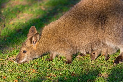 Red-necked wallaby or Bennett's wallaby (Macropus rufogriseus) with cub in her pouch, sits on a