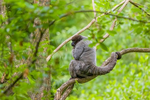 A common woolly monkey, brown woolly monkey, or Humboldt's woolly monkey (Lagothrix lagothricha)