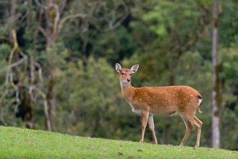 One female Manchurian sika deer or Dybowski's sika deer (Cervus nippon mantchuricus or Cervus
