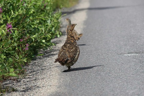 Capercaillie (Tetrao urogallus) hen at the edge of a forest road, Lapland, Sweden, Europe