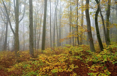 Near-natural deciduous forest in autumn with colourful leaves, copper beech (Fagus sylvatica), fog