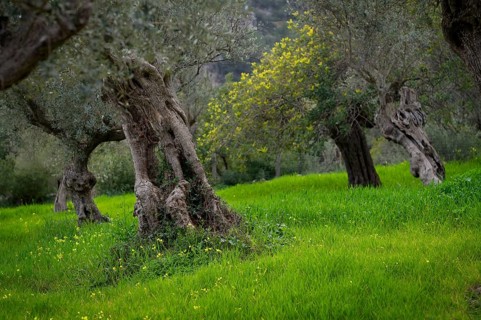 Old olive trees, olive grove, Alaró, Calvià, Majorca, Balearic Islands, Balearic Islands, Spain,