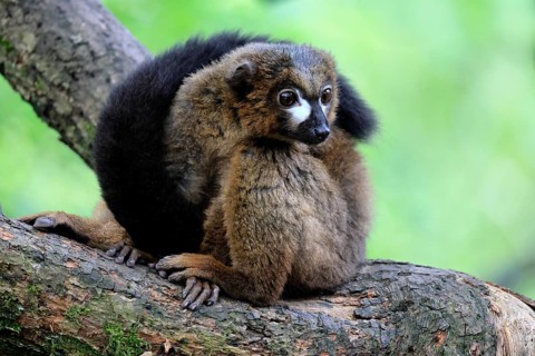 Red-bellied lemur (Eulemur rubriventer), adult, male, on tree trunk, alert, Madagascar, Africa