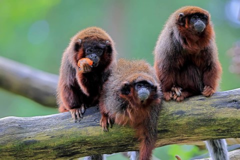 Coppery titi (Plecturocebus cupreus, Syn.: Callicebus cupreus), three coppery titi, group, feeding,