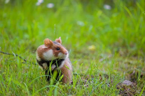 A European hamster (Cricetus cricetus), Eurasian hamster, black-bellied hamster or common hamster,