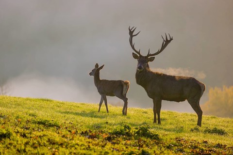 A red deer hind and a stag (Cervus elaphus) stand backlit on a meadow. Early morning light with a