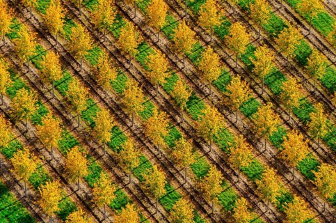 Nursery, Lower Saxony, Beckedorf, Nordheide, tree, trees, colourful, yellow, autumn, autumnal,