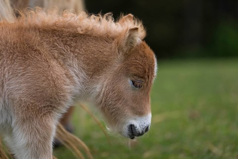 Falabella foal, The Falabella (Equus ferus caballus) is the smallest horse at all