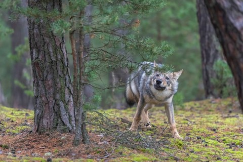 One young male eurasian gray wolf (Canis lupus lupus) running thru a forest with rocks and heather.