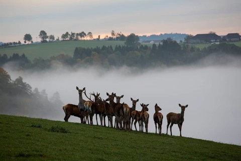 A herd of female red deer standing on a meadow with a wall of fog behind them