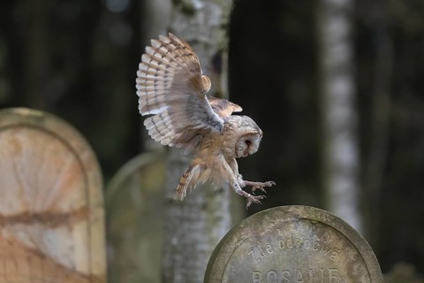 One barn owl (Tyto alba) flying on a historic graveyard in a forest between the gravestones. Green