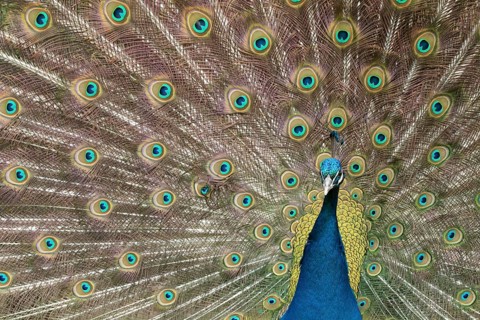 Indian peafowl or Peacock (Pavo cristatus) adult male bird displaying showing its tail feathers,
