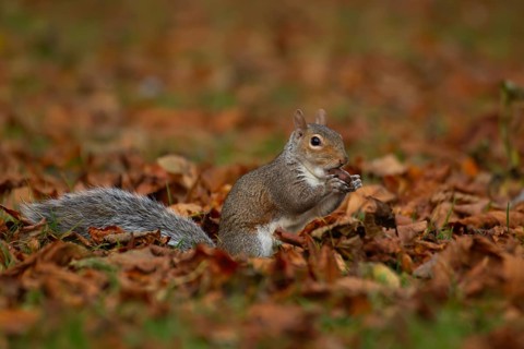 Grey squirrel (Sciurus carolinensis) adult animal eating an acorn nut amongst fallen autumn tree