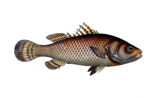 Fish, Fish, genus of hussar fish, Holocentrus calcarifer, the spurred Holocentre, Historical,