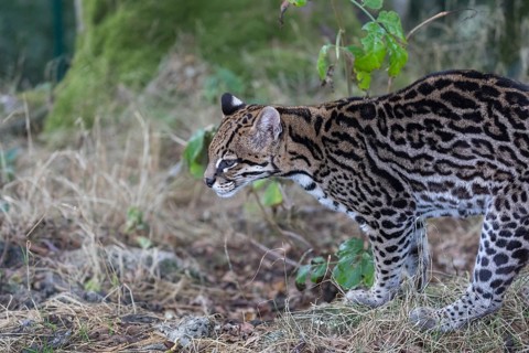 One female Ocelot, Leopardus pardalis, walking on dry grass with green vegetation in the background