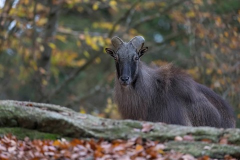 One male Himalayan Tahr (Hemitragus jemlahicus) standing in a forest. Green and yellow forest in