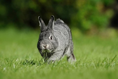 Grey hare on a green meadow in a natural environment, domestic rabbit (Oryctolagus cuniculus forma