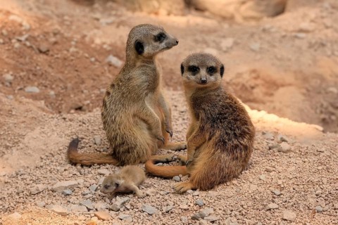 Burrowing owl (Suricata suricatta), adult, two adults, juvenile, newborn, baby, at the burrow
