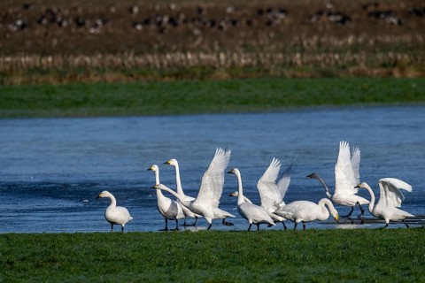 Whooper swans (Cygnus cygnus) and Bewick's swans (Cygnus bewickii), Emsland, Lower Saxony, Germany,