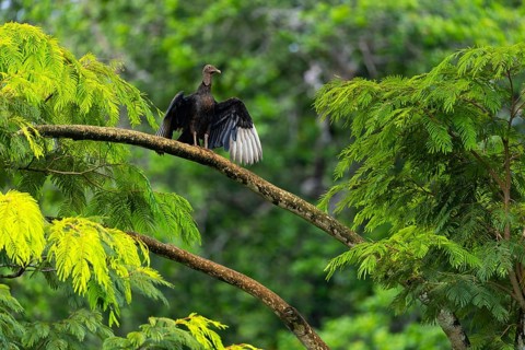 King vulture (Sarcoramphus papa), cock, vulture birds (Aegypiinae), Laguna del Lagarto Lodge,