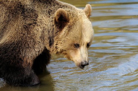 Garden tiger moth standing calmly by the water and looking at the surface, Eurasian brown bear