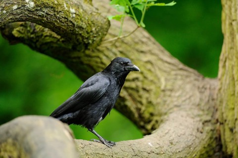 A black crow sitting on a branch against a background of green leaves, Corvus corone corona,